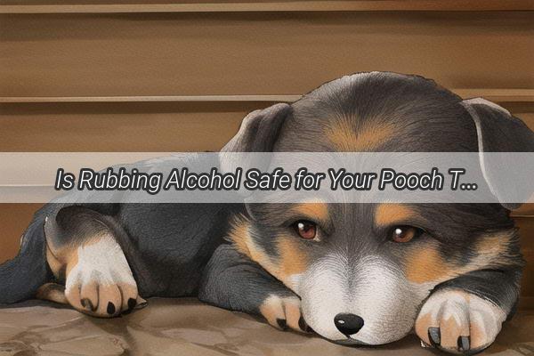 Is Rubbing Alcohol Safe for Your Pooch The Truth About Iodine and Dogs